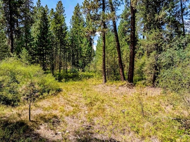 View of tree filled area