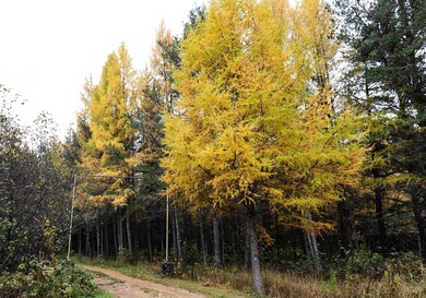 7839 Stromberg Rd, Embarrass, MN 55732 - photo 7