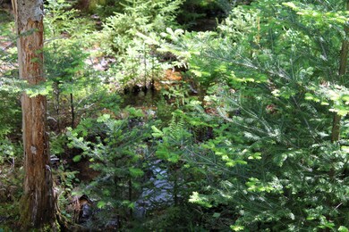 Brook