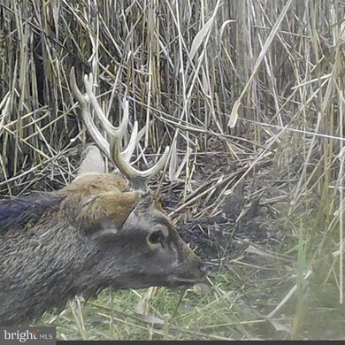 2465 Andrews Rd, Crapo, MD 21626 - photo 4