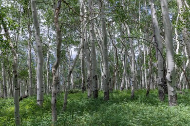 OldGrowth