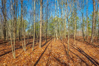 Trees, Trees, Trees!