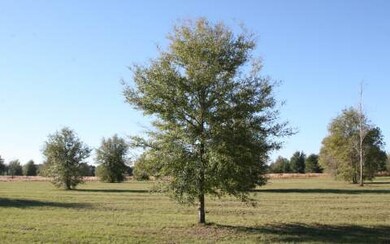 LOT64 Mandiba Dr, Lake City, FL 32024 - photo 3