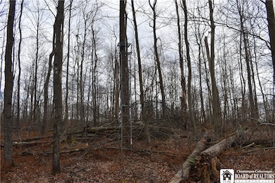 0 Morgan Hollow Rd, Olean, NY 14760 - photo 6