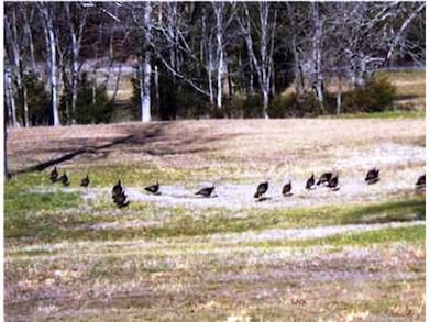 Tract A Blackoak Rd, Fayetteville, AR 72701 - photo 2