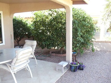 Citrus Trees