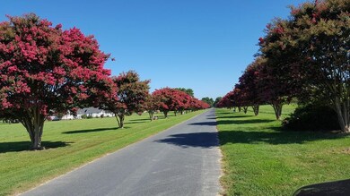 Entry Road Crape Myrtles