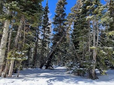 281 Forest lot 2