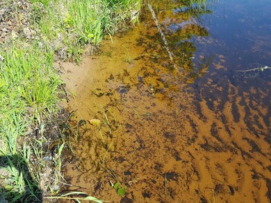 Lot 4 Hopkins Rd, Sand Lake Township, WI 54893 - photo 3