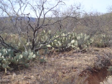 Desert Plants, Shrubs and Trees