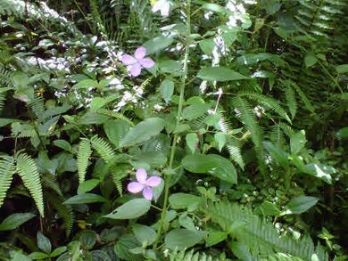 More wild flowers gracing the landscape.