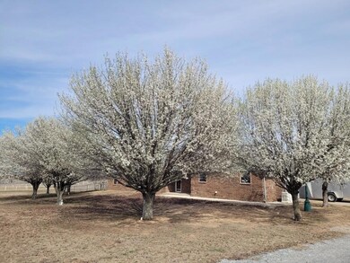 Beautiful Trees in the Spring