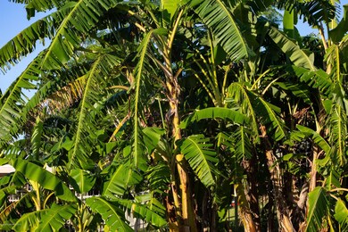 826 Cardinal Rd, Cocoa, FL 32926 - photo 5