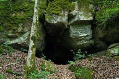 2065 Woods Prong Rd, Linden, TN 37096 - photo 7