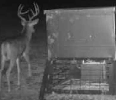 Abundance of whitetail deer