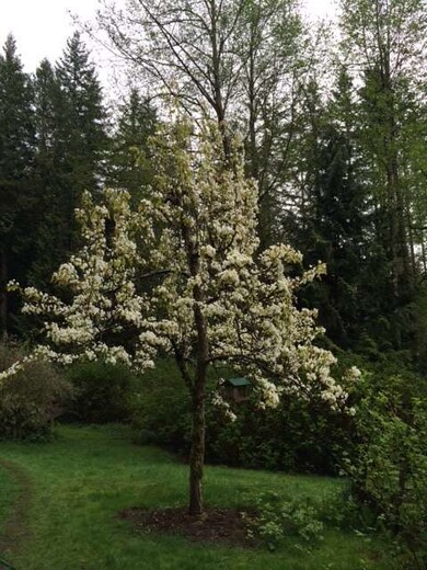 5815 312th St NW, Stanwood, WA 98292 - photo 5