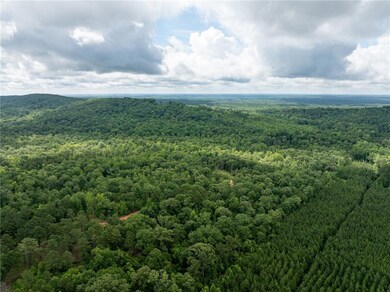 Bird's eye view of a forest