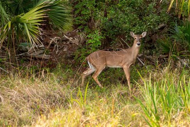 0 Kamsler Ave unit MFRC7504481, North Port, FL 34286 - photo 7