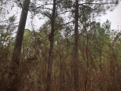 View of nature with a view of trees