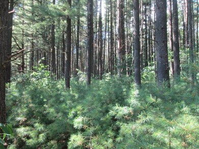 0 Wisconsin 21, Coloma, WI 54930 - photo 4