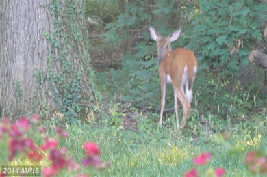 0 Prospect Hill Rd unit 1003077100, Glenn Dale, MD 20769 - photo 4