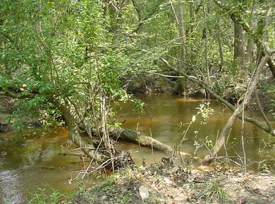 More Pictures of Creek at Back of Lot