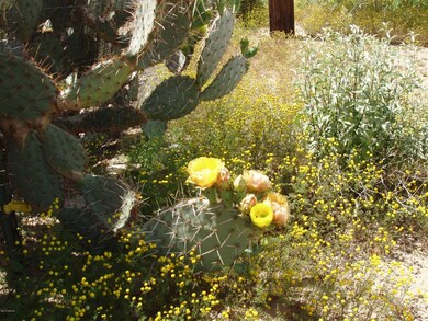 desert beauty