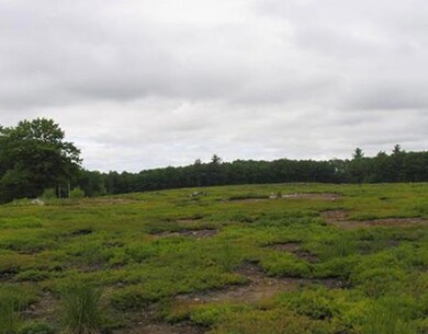 Land/Lot. Blueberry Field