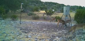 780 Sd 42000, Rocksprings, TX 78880 - photo 6