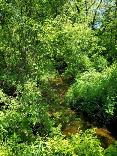 Stream