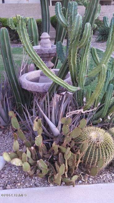Cactus