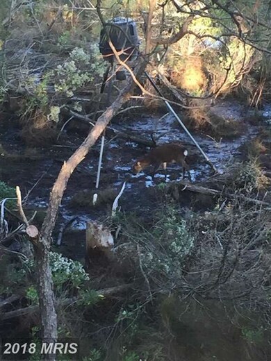 1807 Crocheron Rd, Toddville, MD 21672 - photo 7