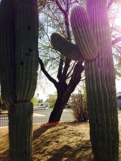 Cactus in Front Yard