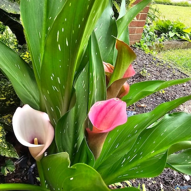 1606 Chenault Dr SE, Decatur, AL 35601 - photo 5