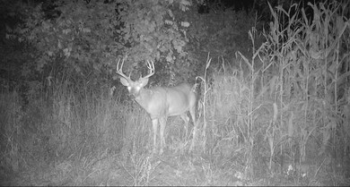 119.1 Ac Old Hwy 81, Argyle, WI 53504 - photo 5