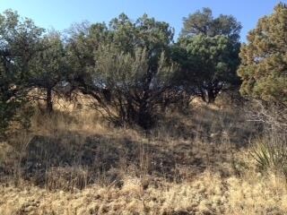 xx Arrowhead Rd, Silver City, NM 88061 - photo 7