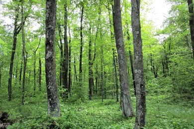 0 Golf Cir unit 25696193, Garrison, MN 56450 - photo 7