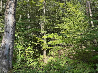 TBD Joe Gibson Rd, Newburg, WV 26410 - photo 3