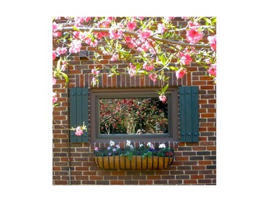 Kitchen window viewed thru peach tree blossoms.