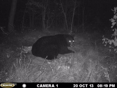 Bear 2