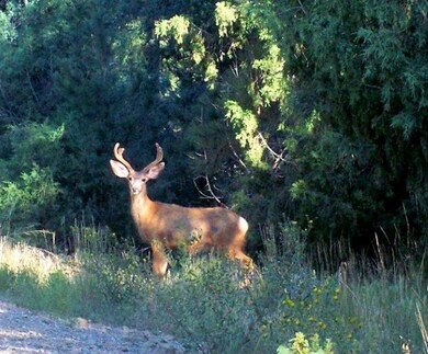 deer (2)