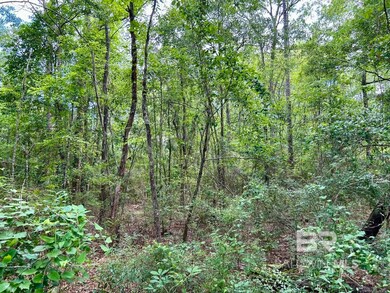 View of local wilderness