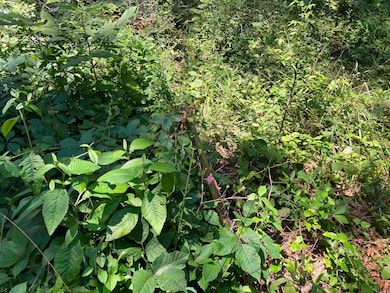 702 S 12th Ave, Piggott, AR 72454 - photo 6