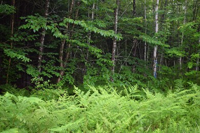 176 Mirror Lake Estates Dr, Whitefield, NH 03598 - photo 2