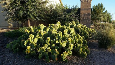 Front Yard Cactus Bloom