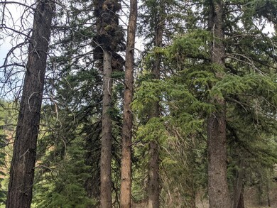 Tall pines cover the lot
