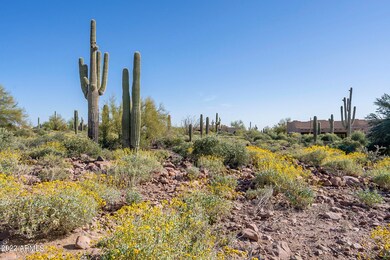 Saguaro & Wild Flowers