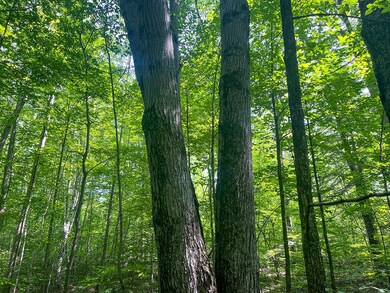 4 Millie Rd, Tomahawk, WI 54487 - photo 7