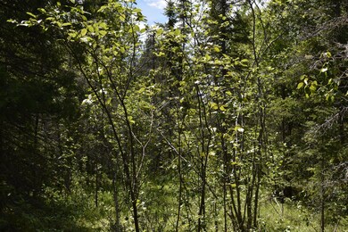 trail