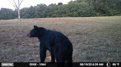 1168 Love Hollow Rd, Mount Pleasant, AR 72561 - photo 7